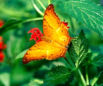 Butterfly